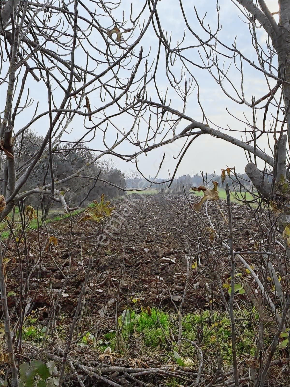 Burcu'dan Bandırma Aksakal'da Yola Sıfır 878 M2 Müstakil Bağ - Görsel 4