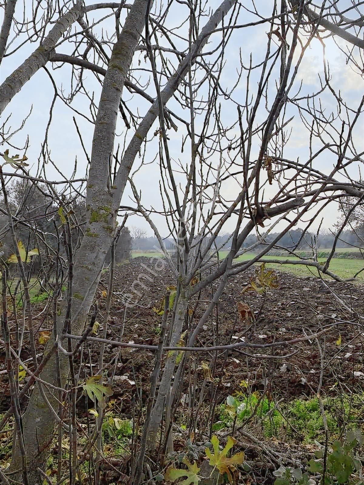 Burcu'dan Bandırma Aksakal'da Yola Sıfır 878 M2 Müstakil Bağ - Görsel 3