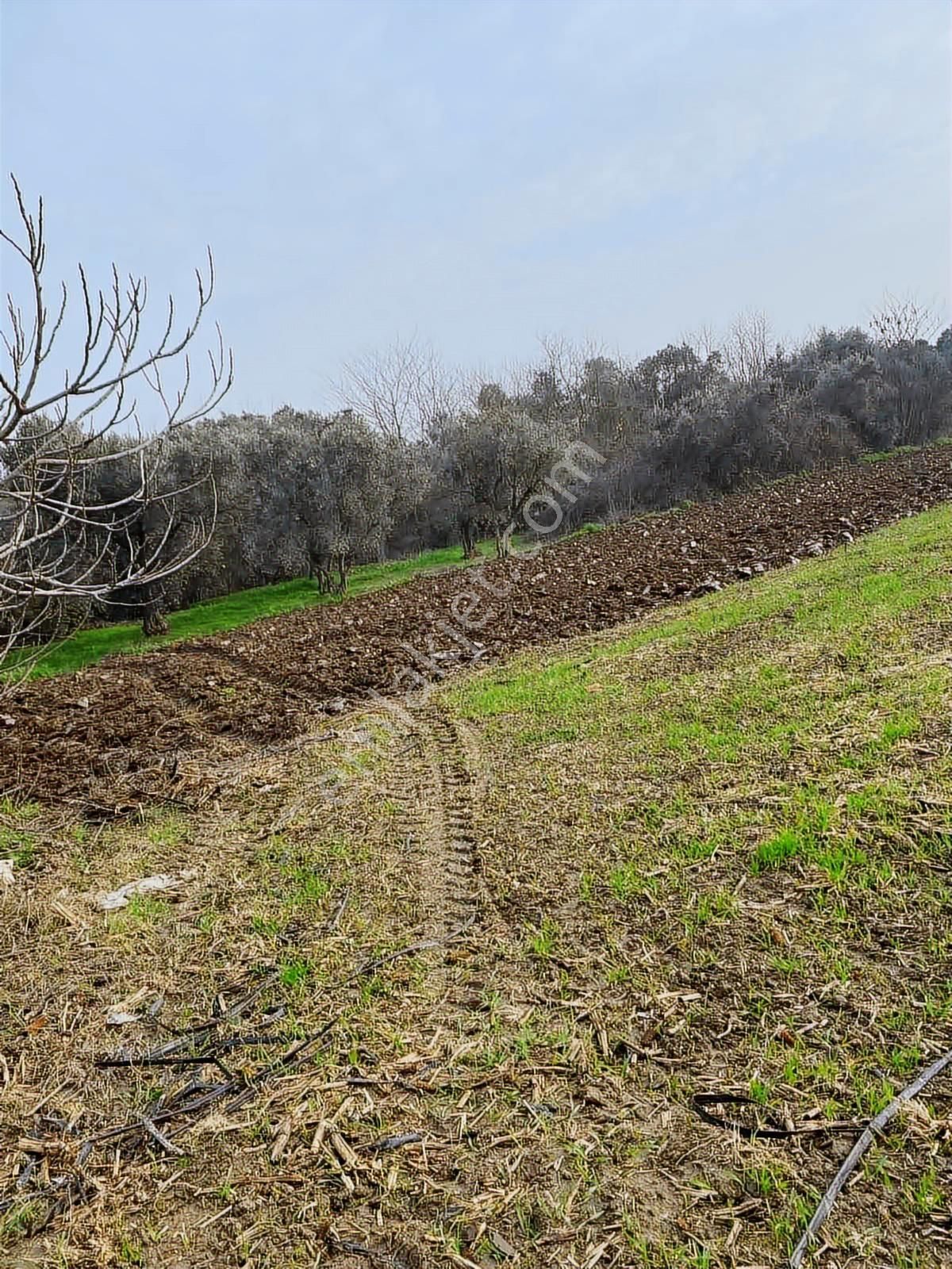Burcu'dan Bandırma Aksakal'da Yola Sıfır 878 M2 Müstakil Bağ - Görsel 10