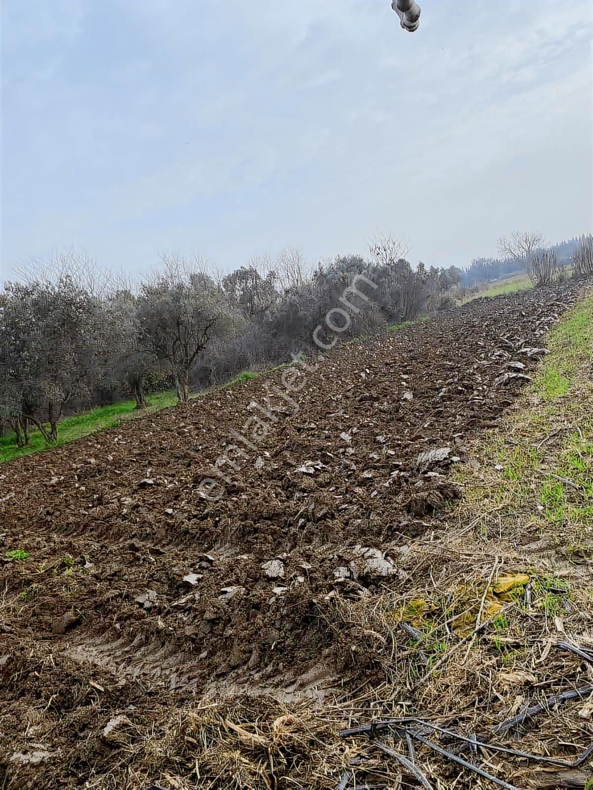 Burcu'dan Bandırma Aksakal'da Yola Sıfır 878 M2 Müstakil Bağ - Görsel 6