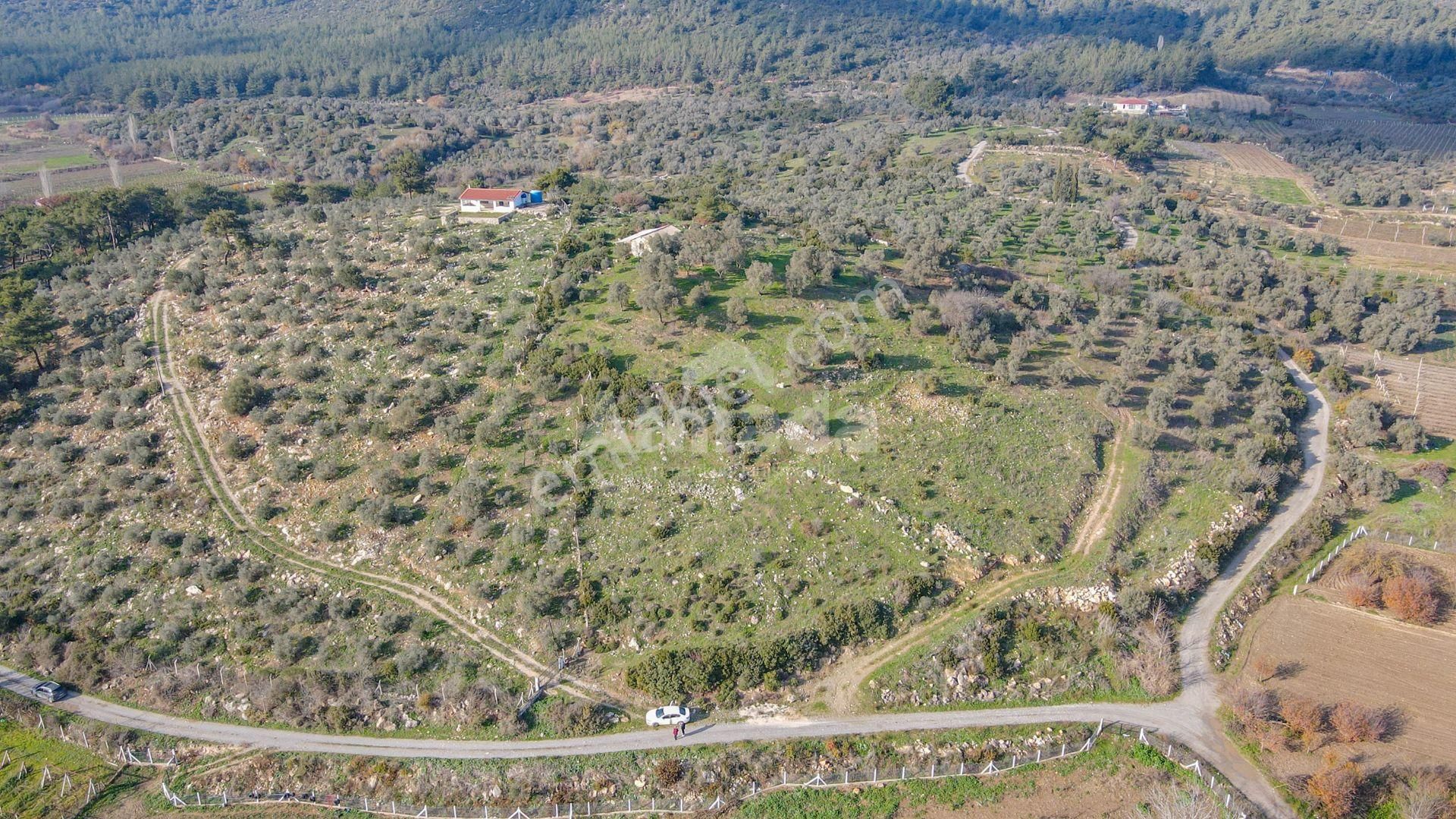 Kuşadası Kirazlı'da Satılık Tarla