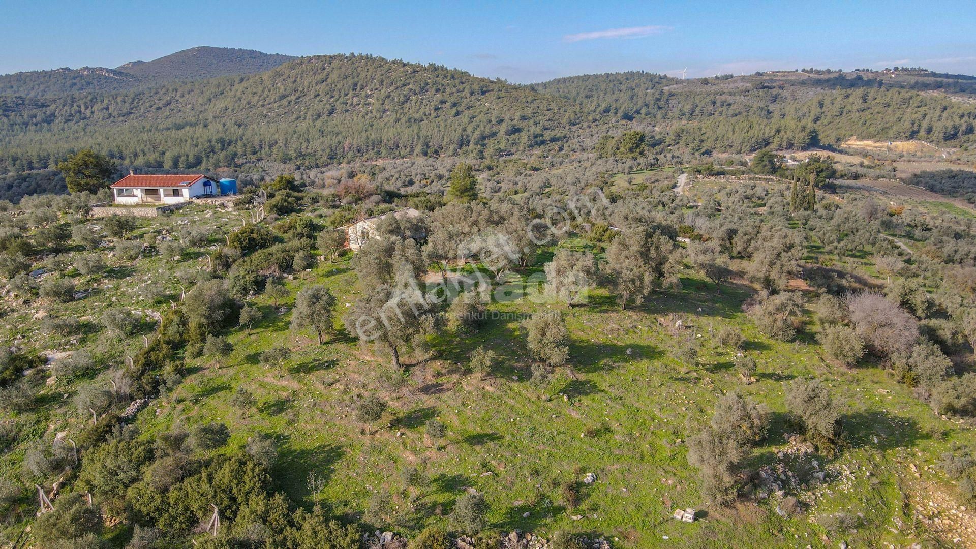 Kuşadası Kirazlı'da Satılık Tarla - Görsel 7