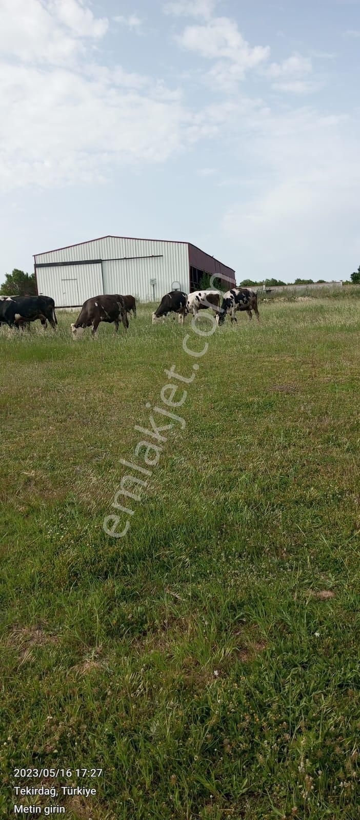 Akyüz Gayrımenkul Den Vıze Evrenlı De 6,547 Mt2 Hazır Kurulu Çıftlık - Görsel 2