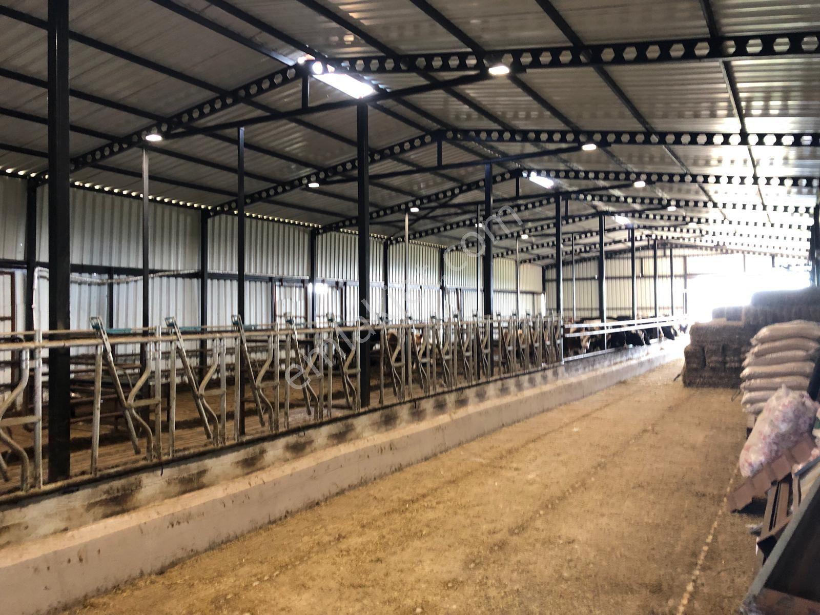 Akyüz Gayrımenkul Den Vıze Evrenlı De 6,547 Mt2 Hazır Kurulu Çıftlık - Görsel 25