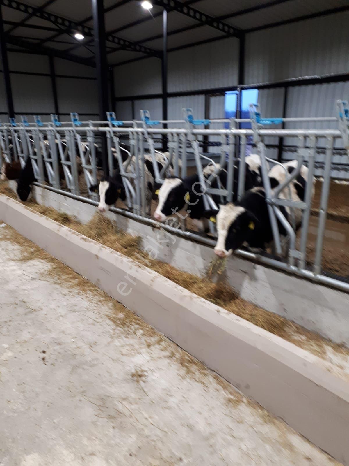 Akyüz Gayrımenkul Den Vıze Evrenlı De 6,547 Mt2 Hazır Kurulu Çıftlık - Görsel 27