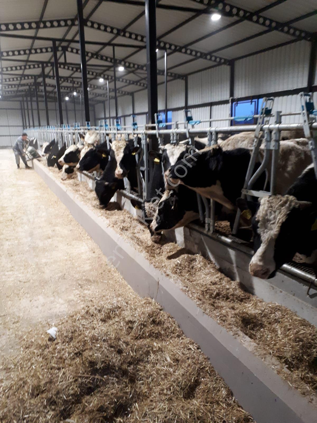 Akyüz Gayrımenkul Den Vıze Evrenlı De 6,547 Mt2 Hazır Kurulu Çıftlık - Görsel 23