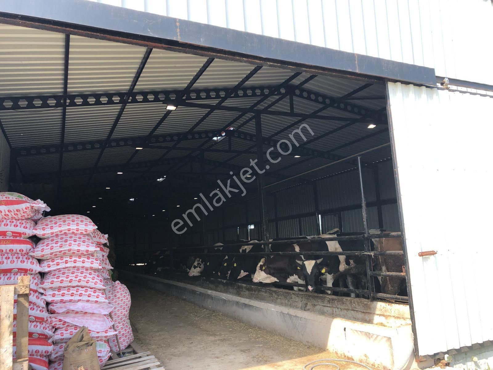 Akyüz Gayrımenkul Den Vıze Evrenlı De 6,547 Mt2 Hazır Kurulu Çıftlık - Görsel 26