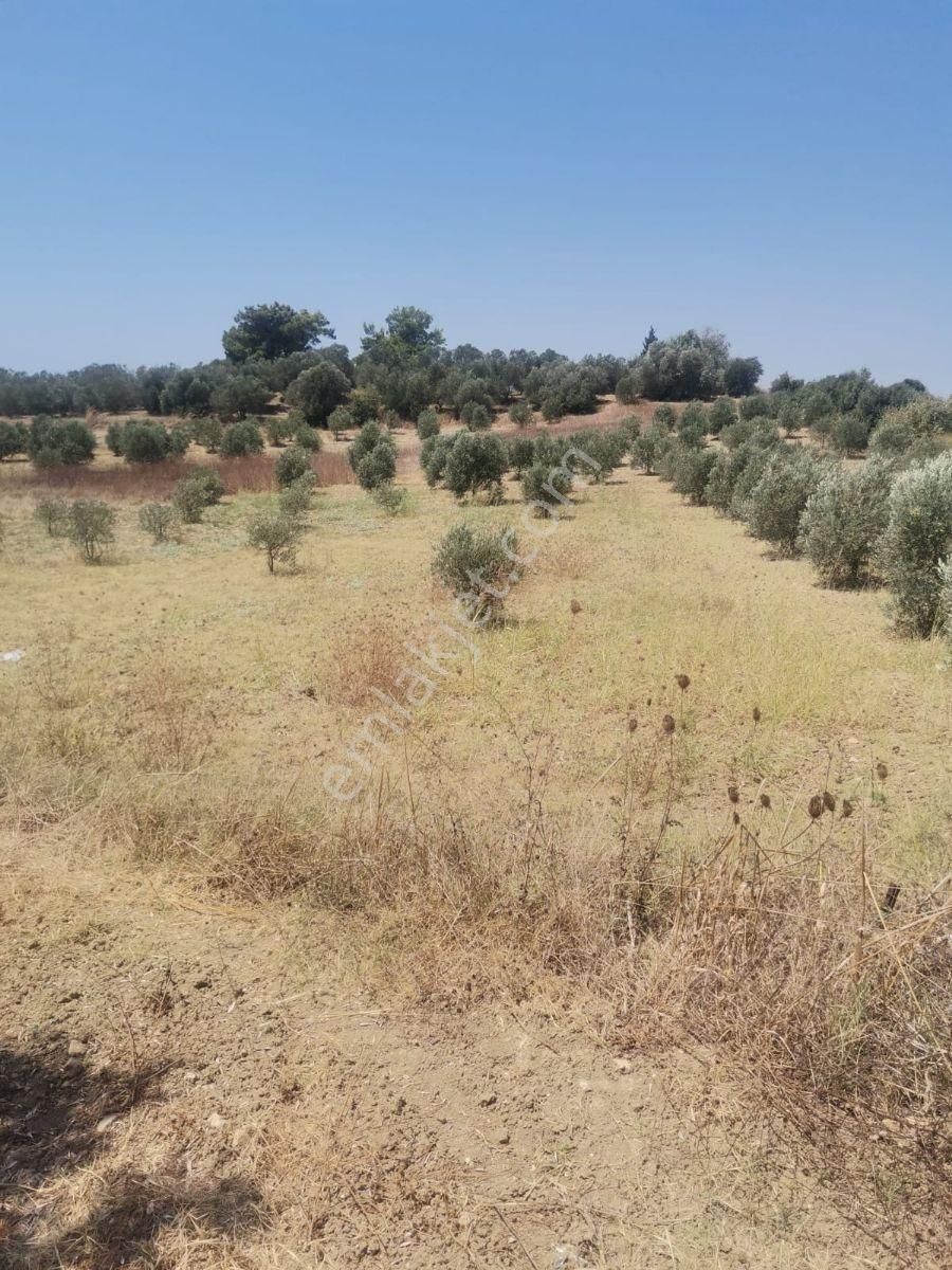 Satılık Tarla - Görsel 2