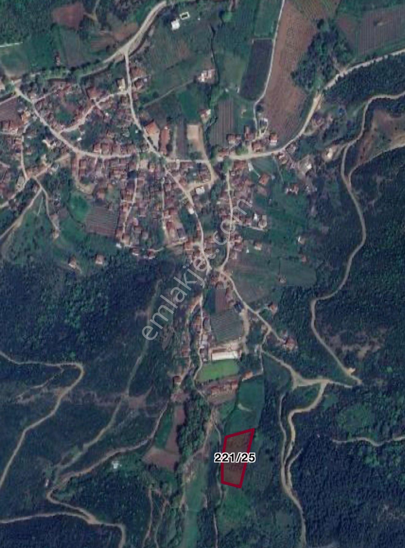 Çınarcık Kocaderede Satılık Zeytinlik - Görsel 2