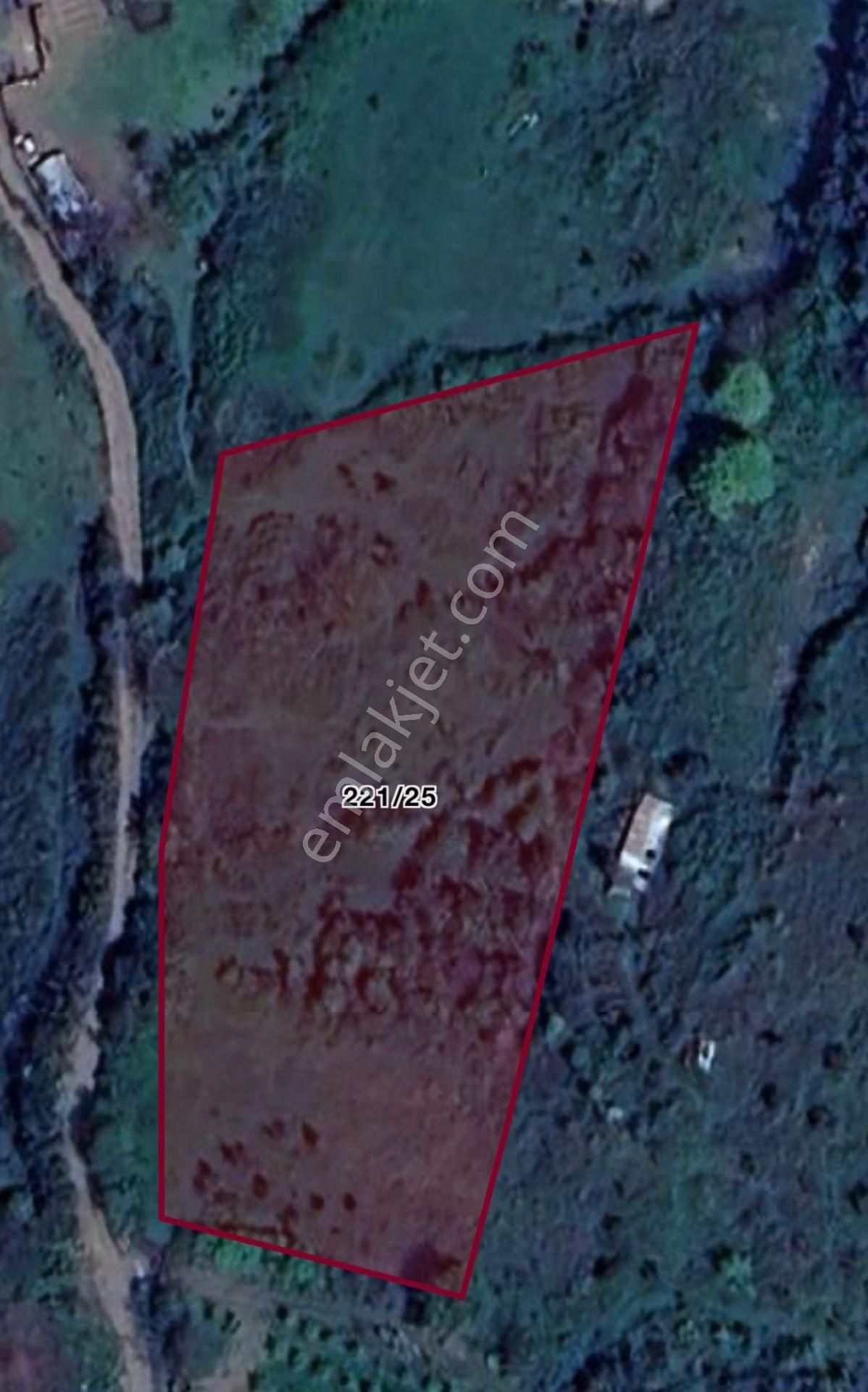 Çınarcık Kocaderede Satılık Zeytinlik