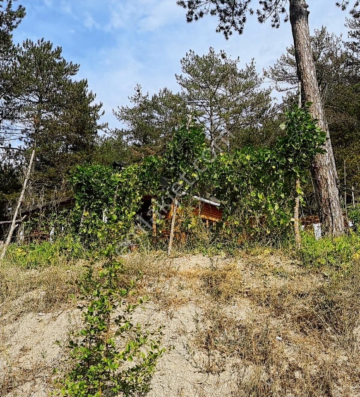 Sakarya Taraklı'da Arsa Ve Kütük Ev - Görsel 2