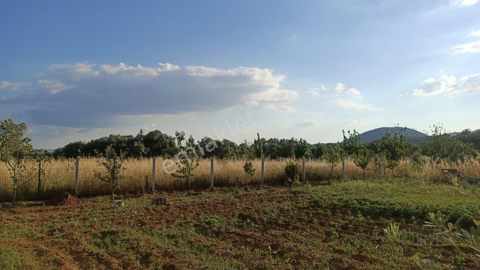 Kemalpaşa Vişneli Tapudan Satış Bahçe 🌿🌿 - Görsel 5