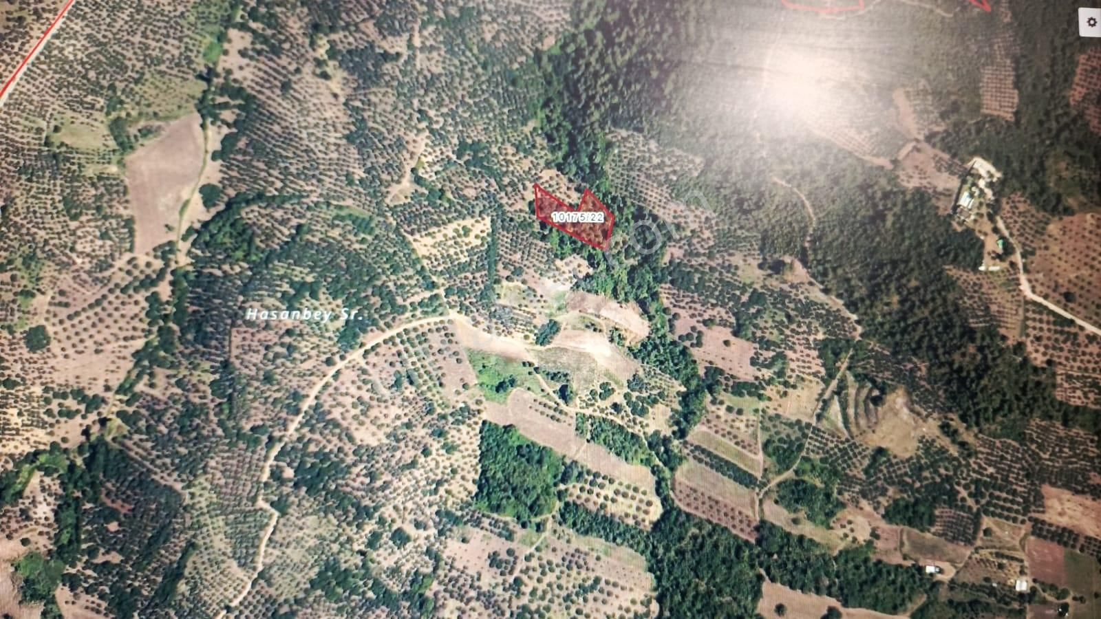 Bursa Osmangazi Gündoğdu Mah.de Satılık Zeytinlik Arazisi Deniz Görür Büyük Yatırım Fırsatı - Görsel 2
