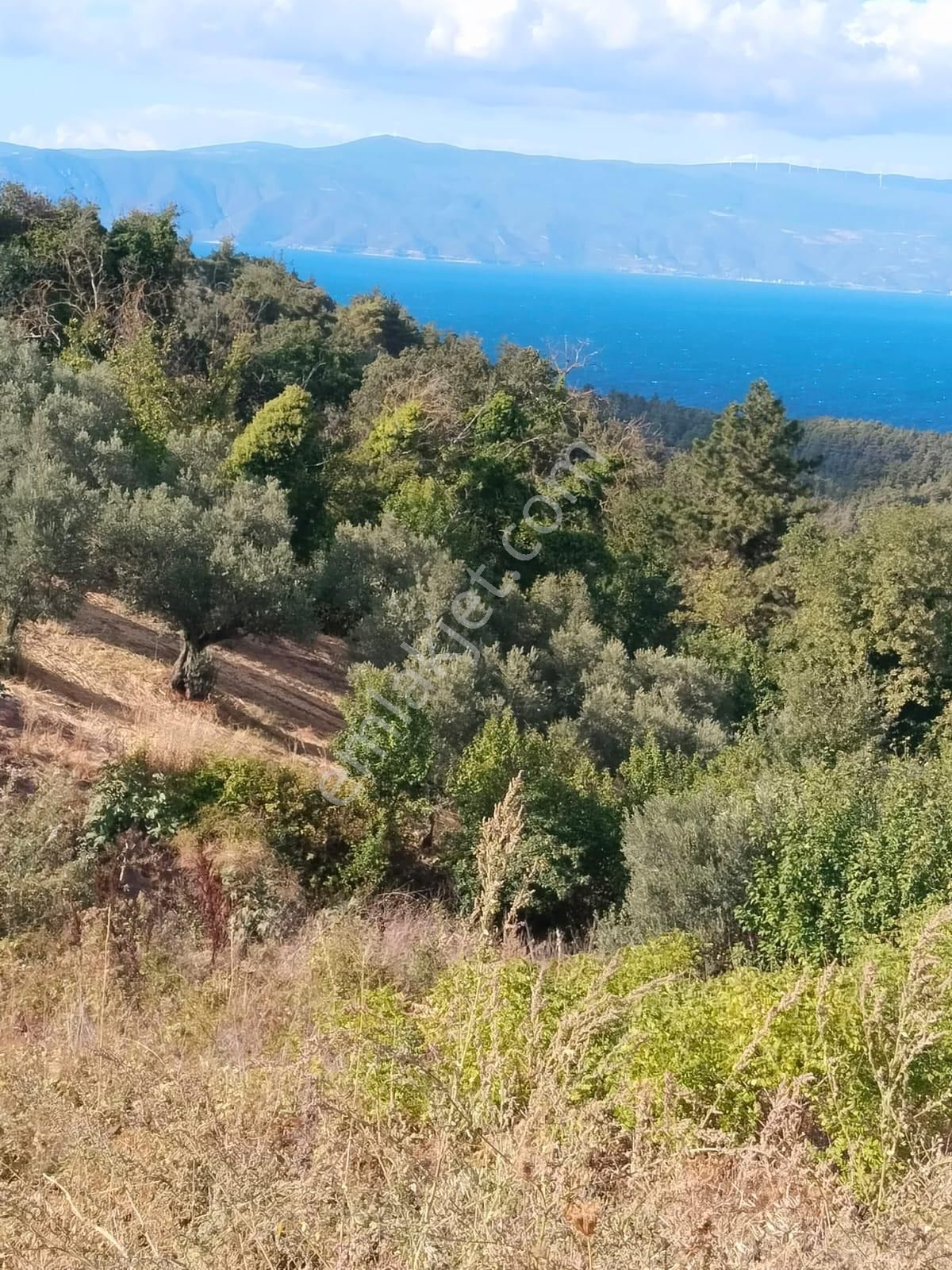 Bursa Osmangazi Gündoğdu Mah.de Satılık Zeytinlik Arazisi Deniz Görür Büyük Yatırım Fırsatı - Görsel 5