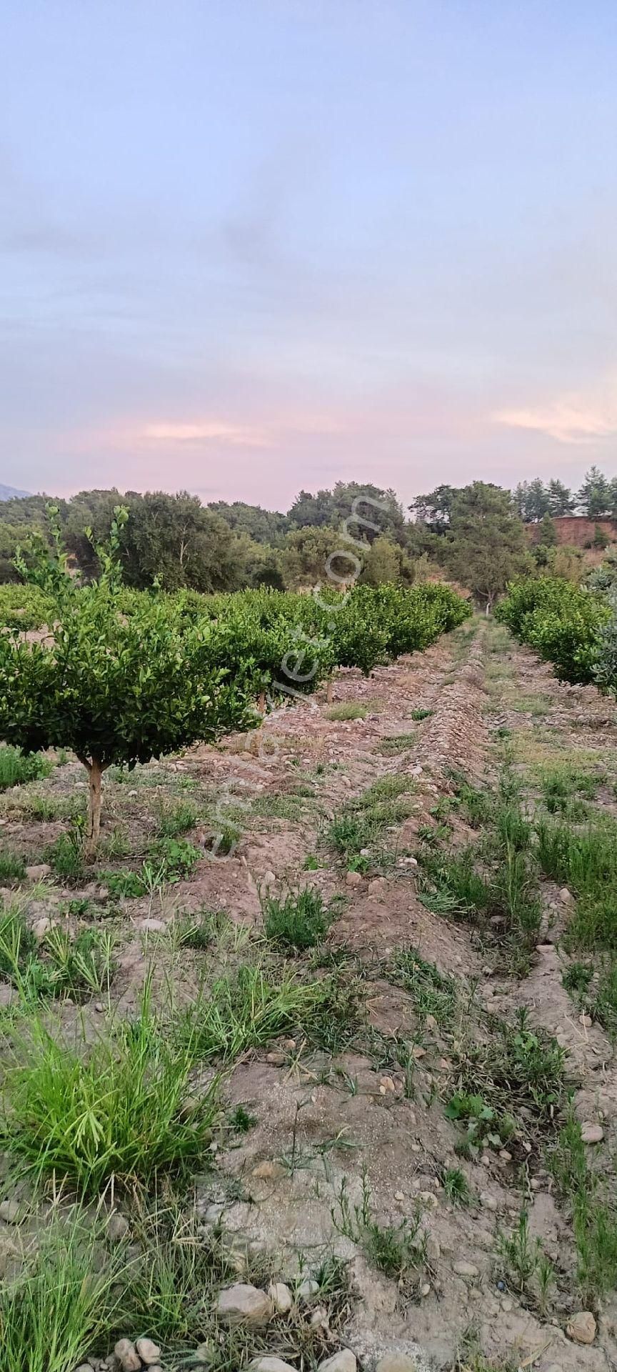 Serik Akçapınar'da Tek Tapu 10.484metrekare Limon Bahçesi