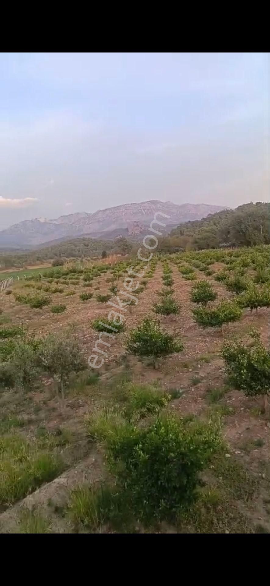Serik Akçapınar'da Tek Tapu 10.484metrekare Limon Bahçesi - Görsel 16
