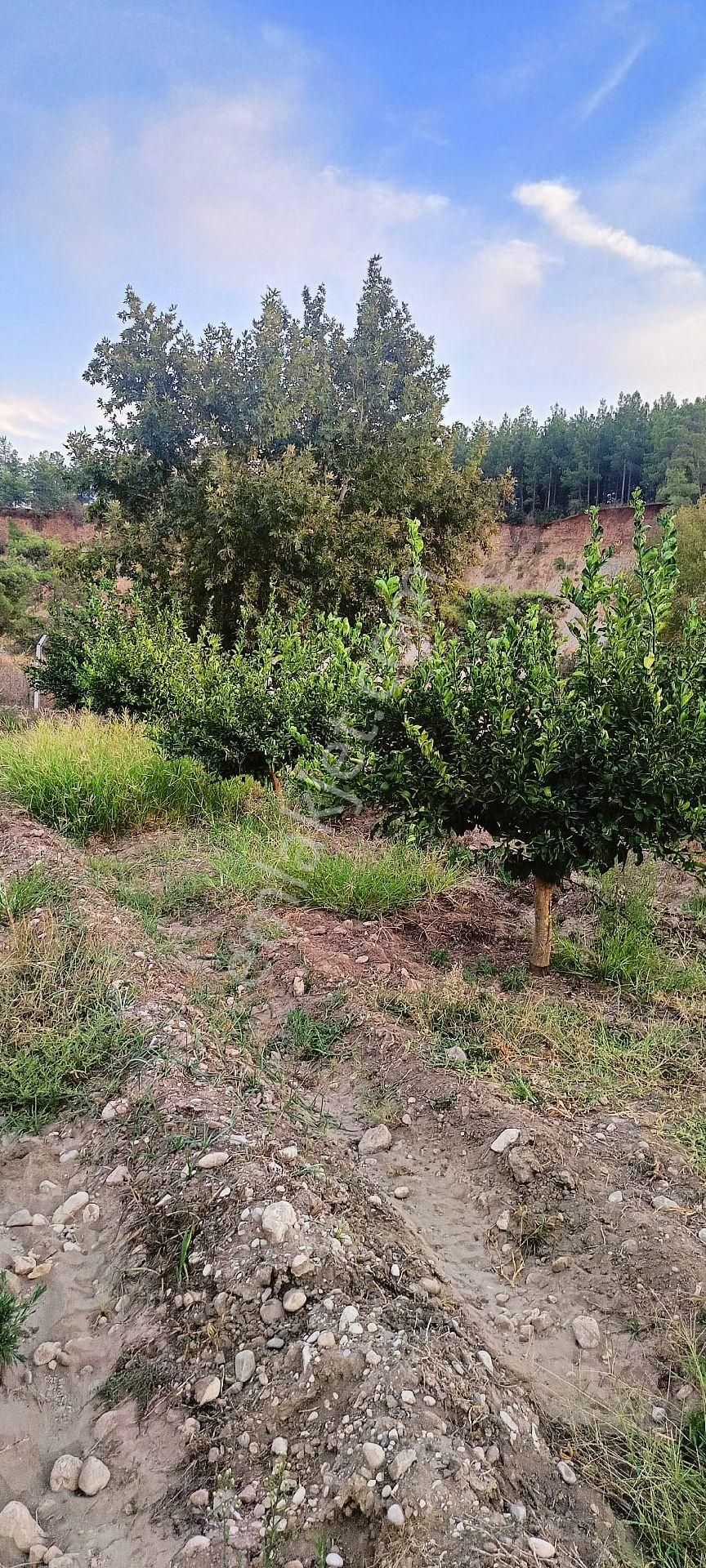Serik Akçapınar'da Tek Tapu 10.484metrekare Limon Bahçesi - Görsel 10