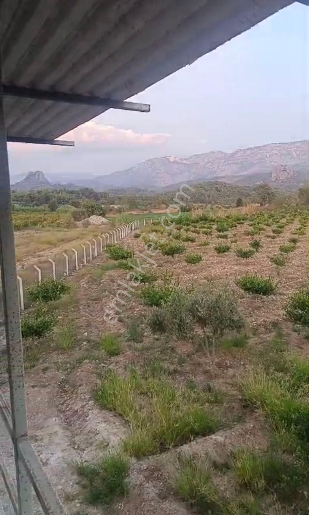 Serik Akçapınar'da Tek Tapu 10.484metrekare Limon Bahçesi - Görsel 15