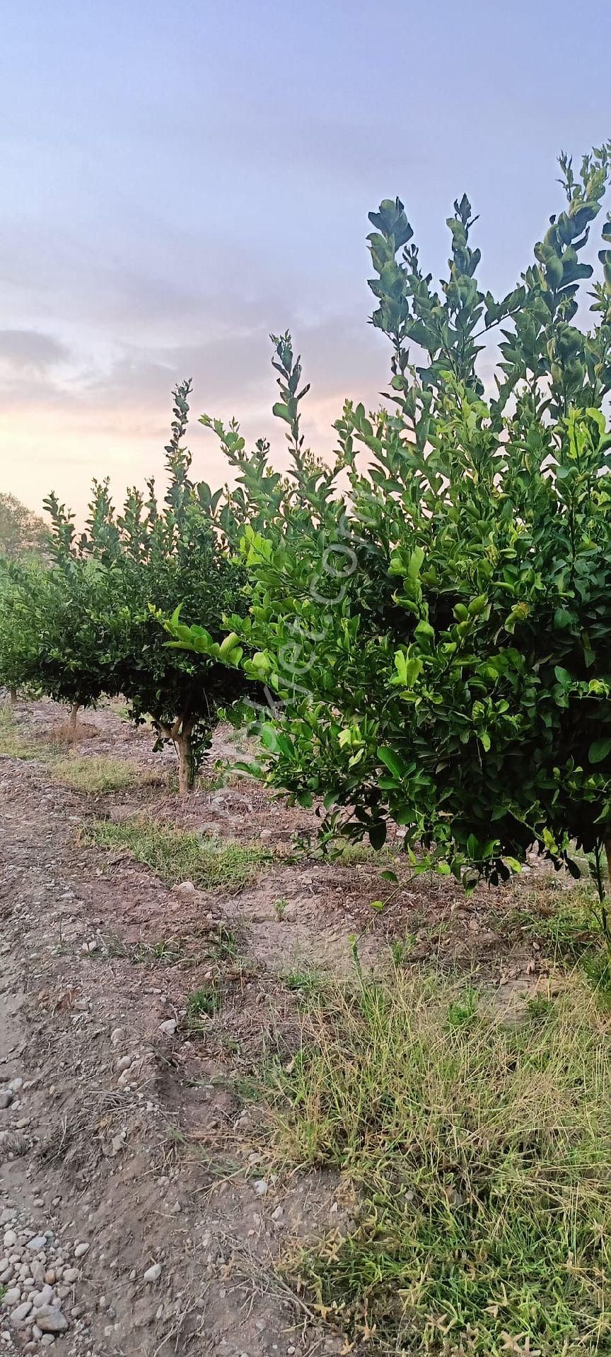 Serik Akçapınar'da Tek Tapu 10.484metrekare Limon Bahçesi - Görsel 2