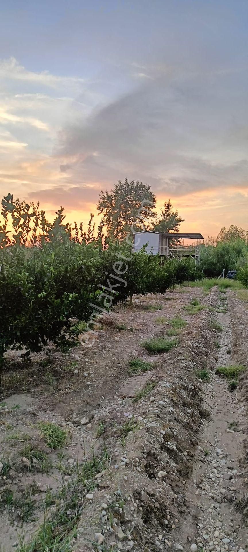 Serik Akçapınar'da Tek Tapu 10.484metrekare Limon Bahçesi - Görsel 3