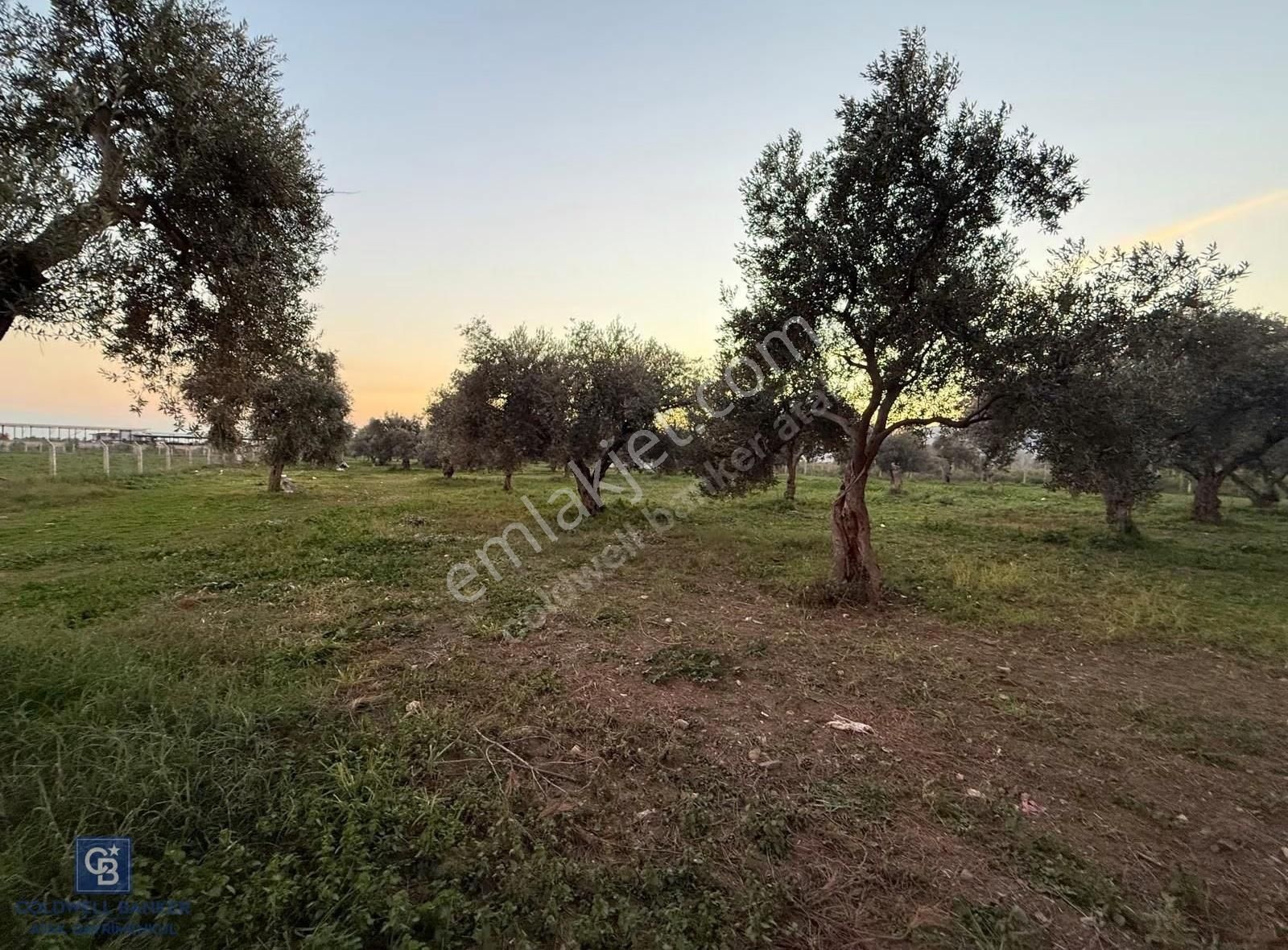 İzmir Bayındır Arıkbaşı Mahallesinde 7.997 M² Satılık Tarla - Görsel 13