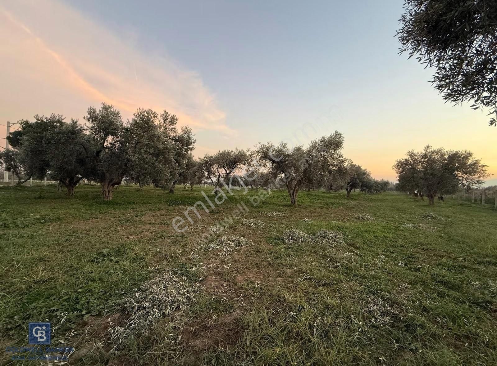 İzmir Bayındır Arıkbaşı Mahallesinde 7.997 M² Satılık Tarla - Görsel 6