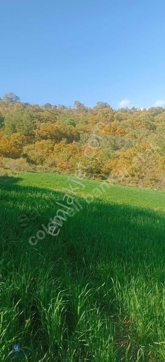 Bergamada Köye 200 M Mesafede Şahane Çiftlik Arazisi