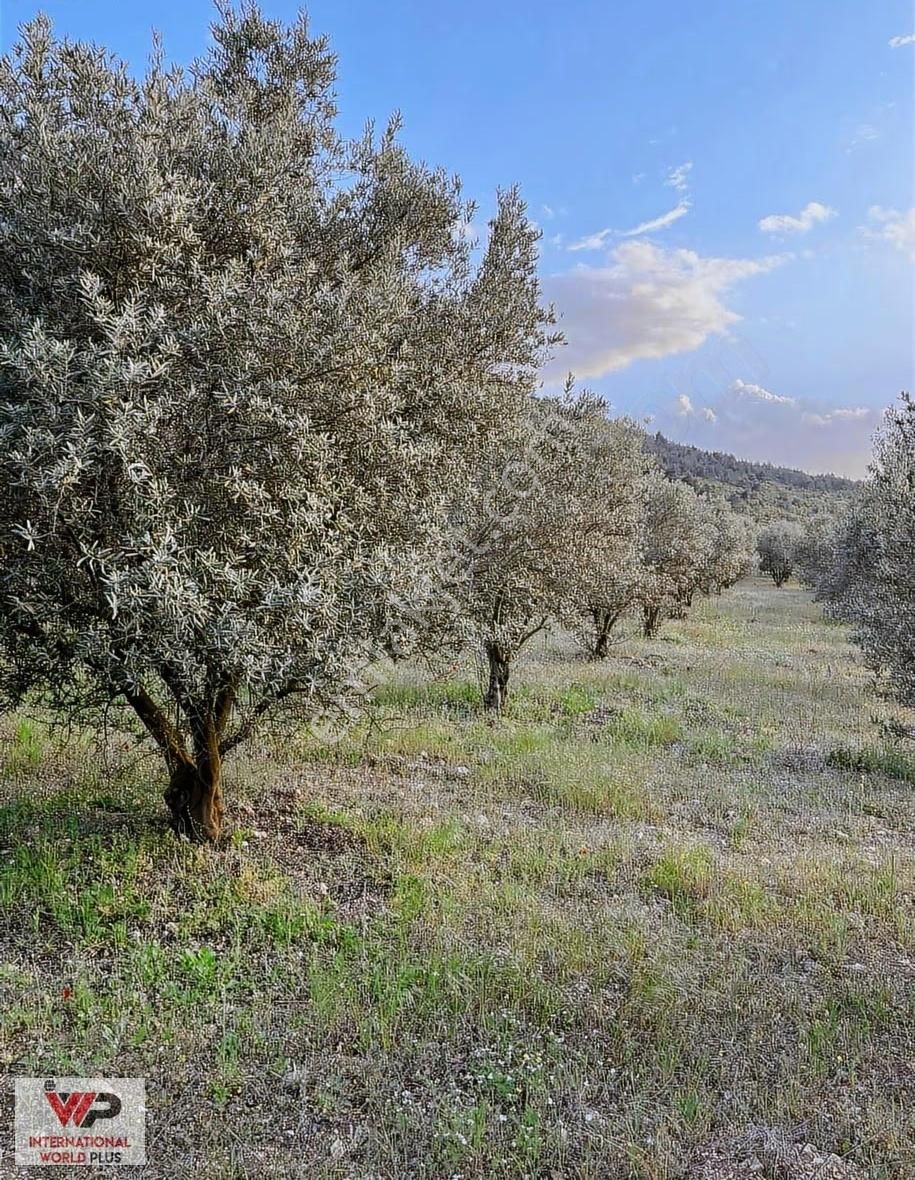Kemalpaşa Yukarı Kızılca Merkez De Satılık Bağ