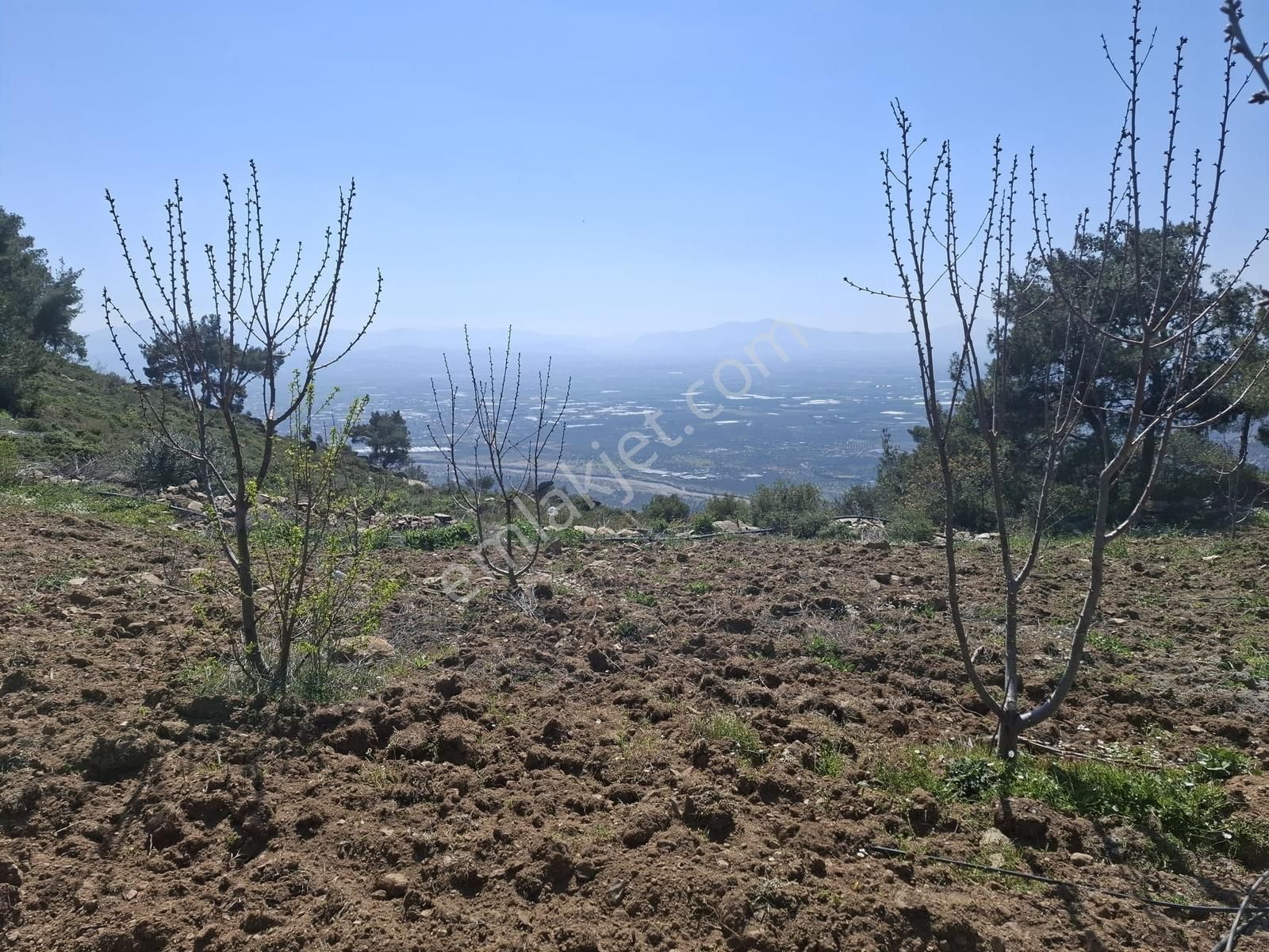 Bayındır Söğütören Mahallesinde Satılık Kiraz Bahçesi - Görsel 8