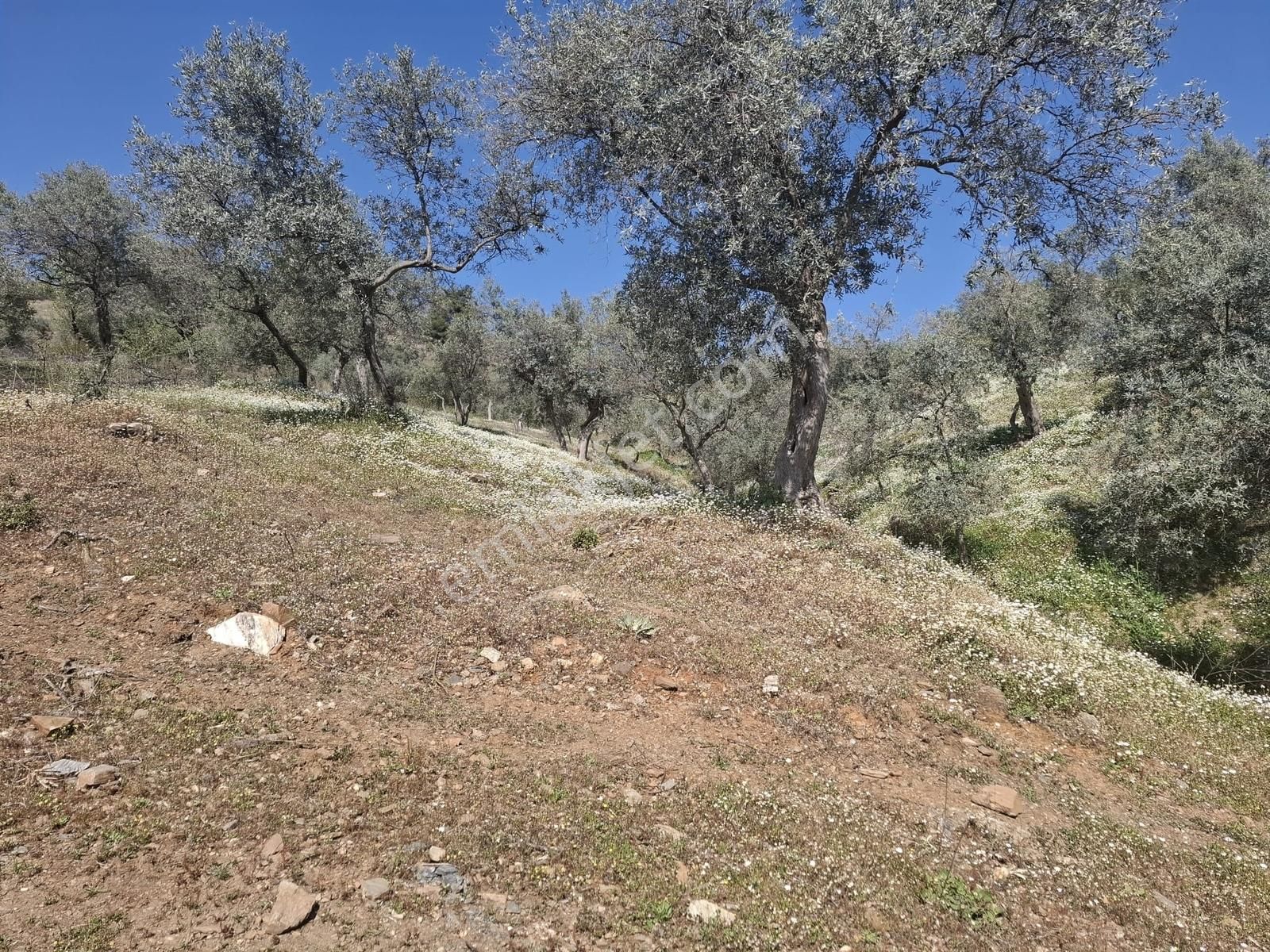 Bayındır Kızılcaova Mahallesinde Satılık Zeytinlik - Görsel 9