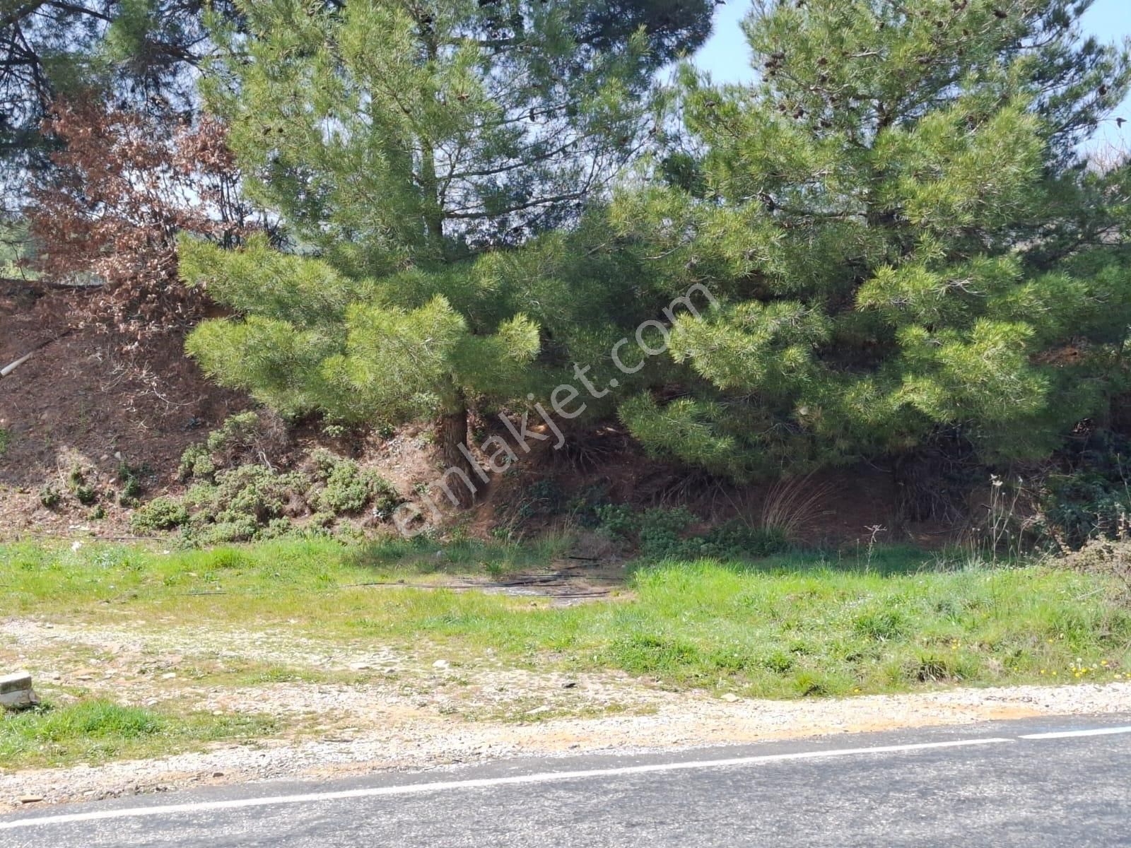 Bayındır Dernekli Mah.anayola Cepheli Satılık Tarla - Görsel 3