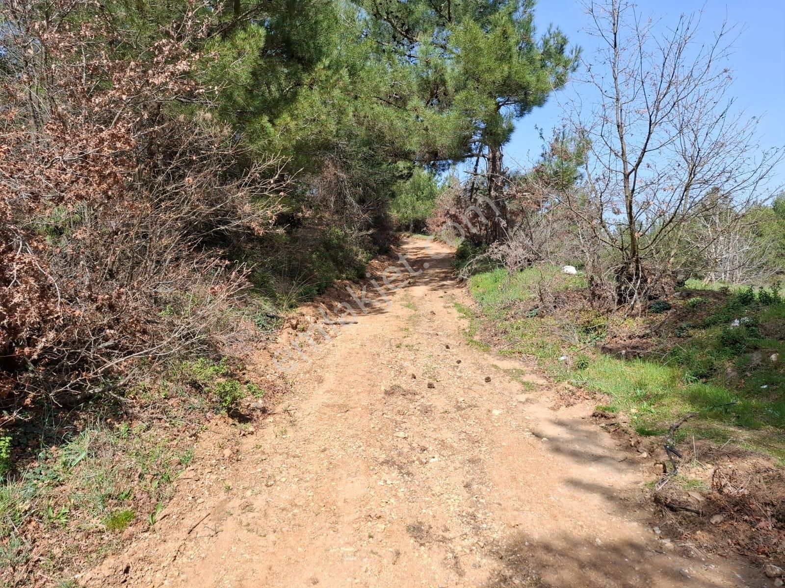 Bayındır Dernekli Mah.anayola Cepheli Satılık Tarla - Görsel 2