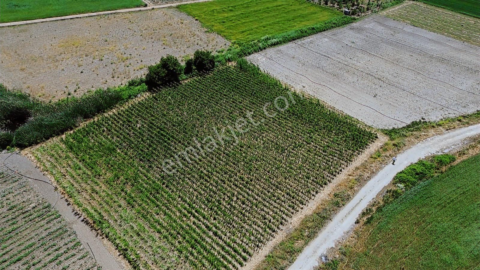 Megakent Gayrimenkulden Erdoğan Köyde Acil Satılık Eşsiz Tarla - Görsel 7