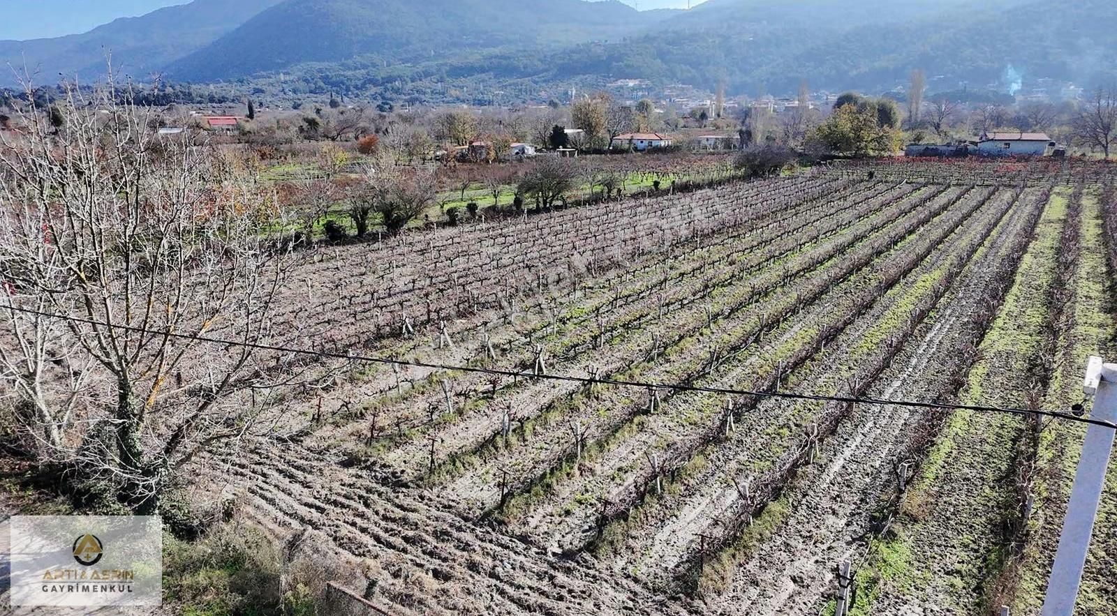 Kuşadası Kirazlı Köyü 2209 Metre Kare Üzüm Bağı - Görsel 6