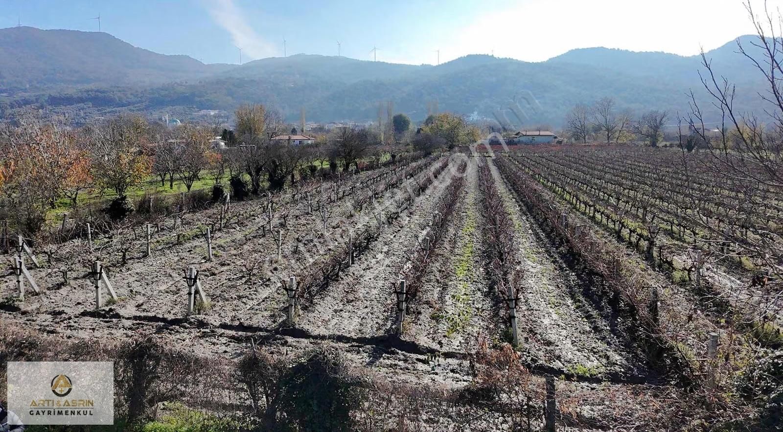 Kuşadası Kirazlı Köyü 2209 Metre Kare Üzüm Bağı - Görsel 2