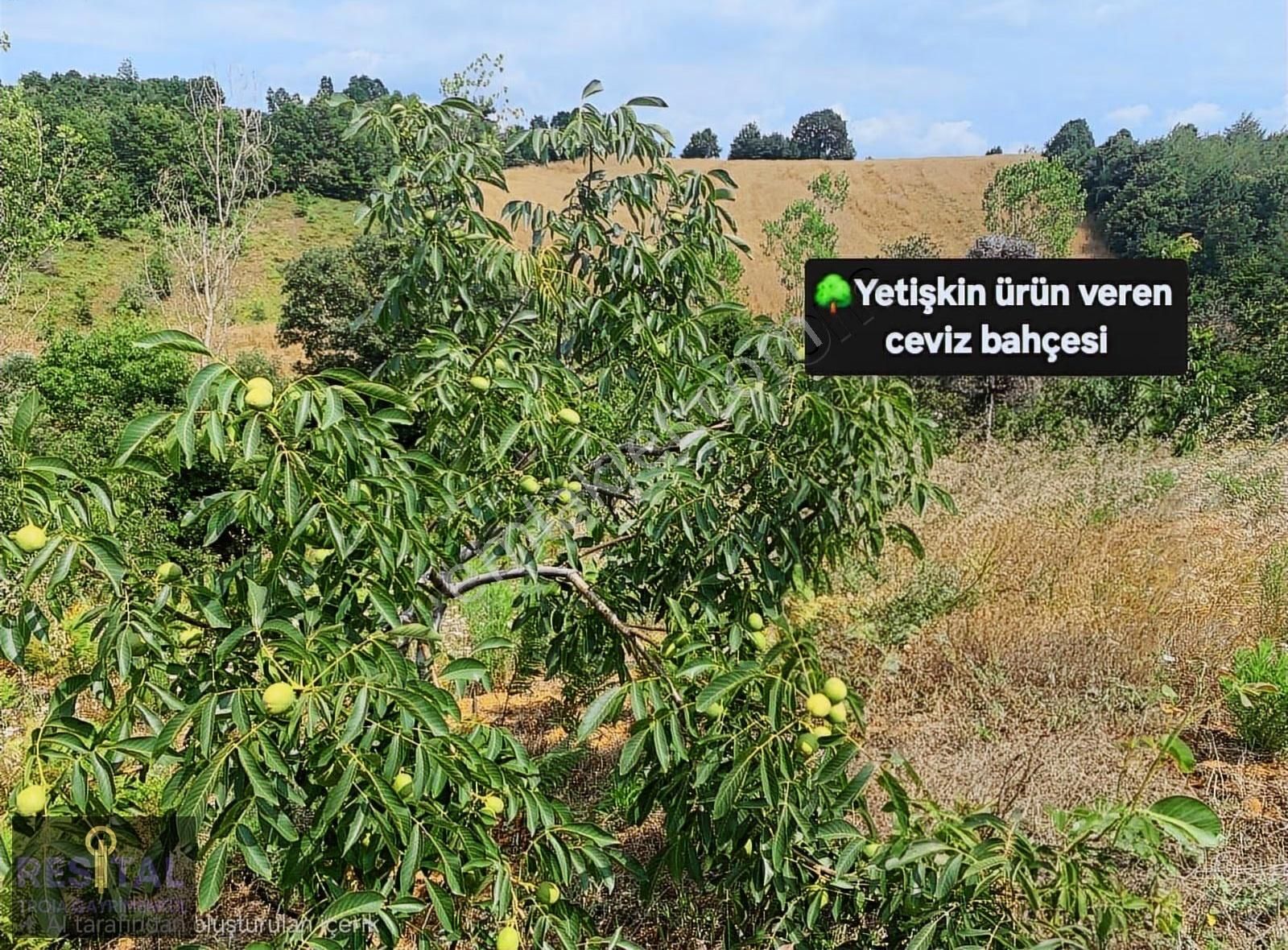 Biga Harmanlı'da Yatırıma Hazır,27 Dönüm Satılık Ceviz Bahçesi!