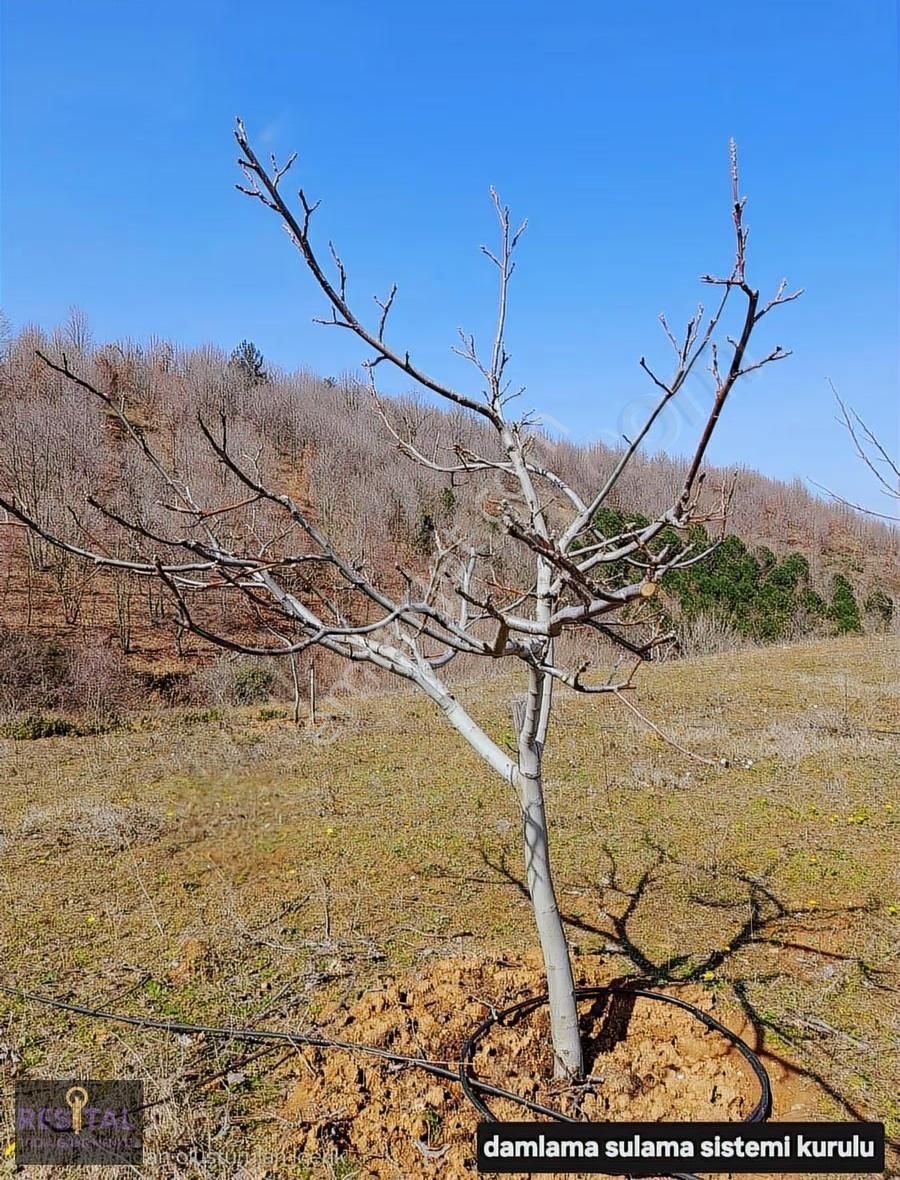 Biga Harmanlı'da Yatırıma Hazır,27 Dönüm Satılık Ceviz Bahçesi! - Görsel 2
