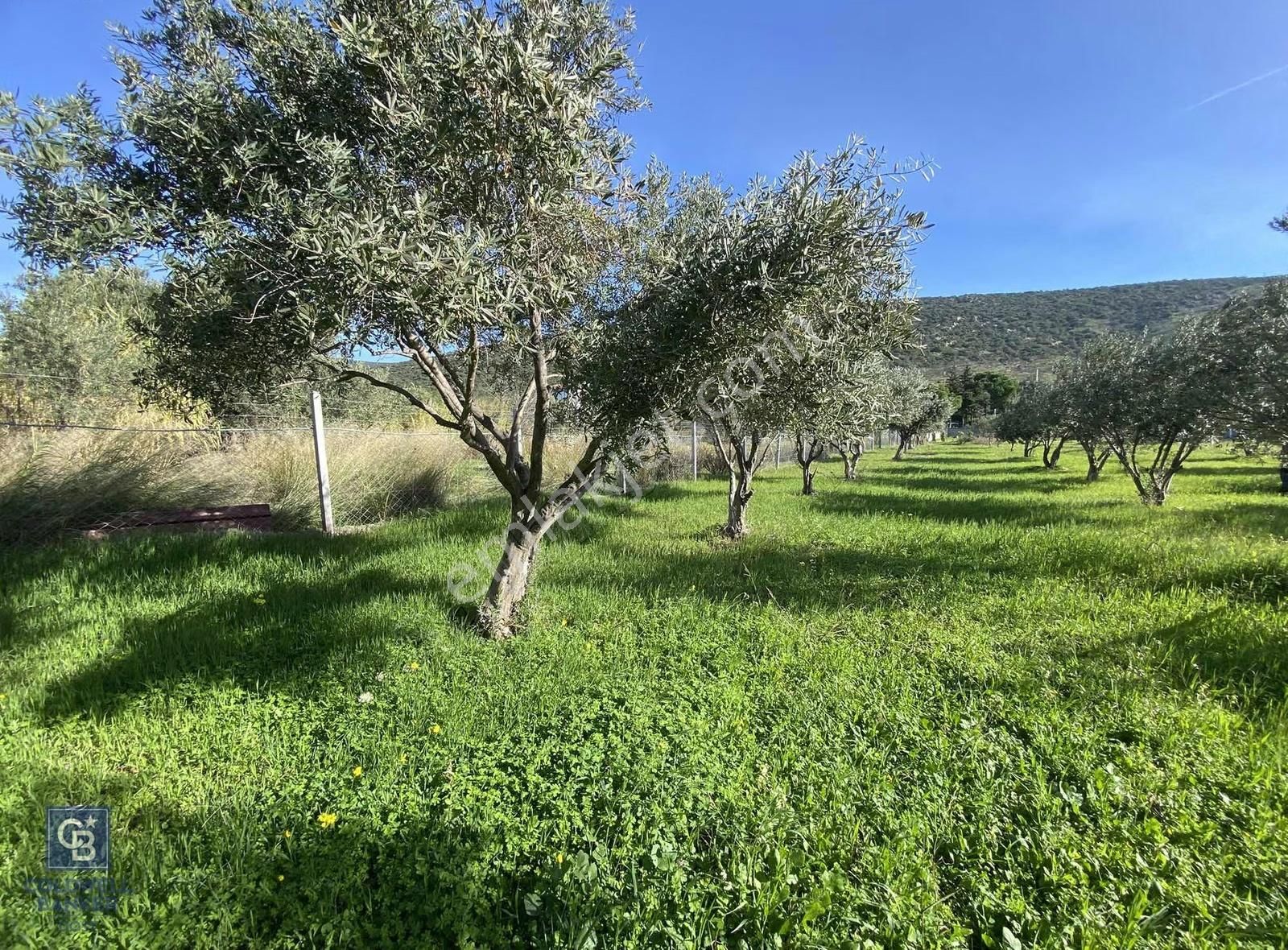 Urla Zeytineli Köyünde Satılık Tarla