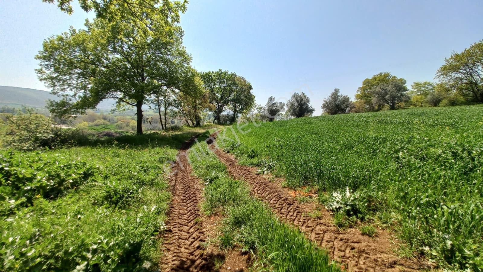 Akçalar'da Yatırımlık Bağ - Görsel 5