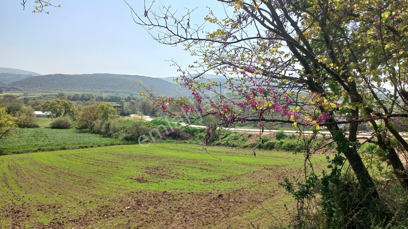 Akçalar'da Yatırımlık Bağ - Görsel 16