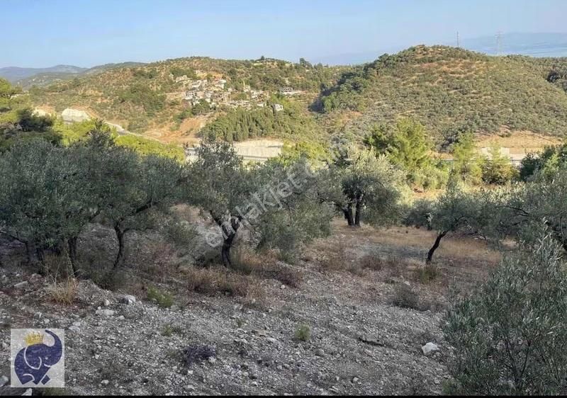 Yeşilyurt Köyünde 10 Dönüm Zeytinlik - Görsel 8