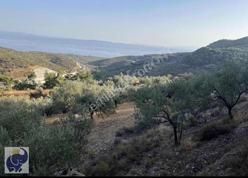 Yeşilyurt Köyünde 10 Dönüm Zeytinlik - Görsel 5