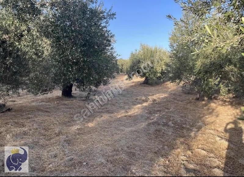 Yeşilyurt Köyünde 10 Dönüm Zeytinlik - Görsel 4
