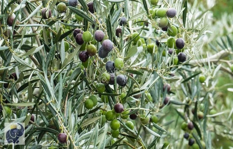 Yeşilyurt Köyünde 10 Dönüm Zeytinlik