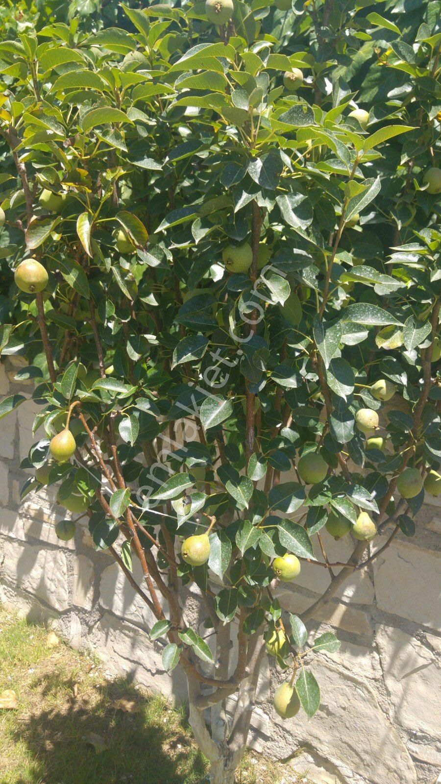 Kuşadası Soğucak Bölgesinde Satılık 4 + 1 350 Metre² Kullanım Alimini Villamız Satılıktır - Görsel 3