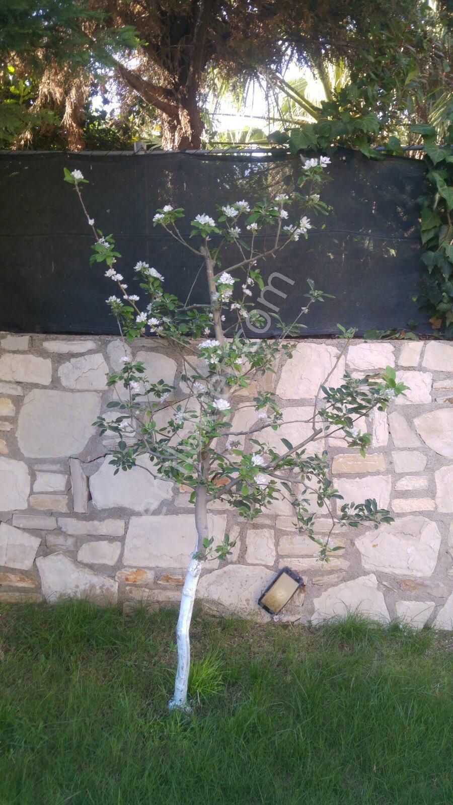 Kuşadası Soğucak Bölgesinde Satılık 4 + 1 350 Metre² Kullanım Alimini Villamız Satılıktır - Görsel 5