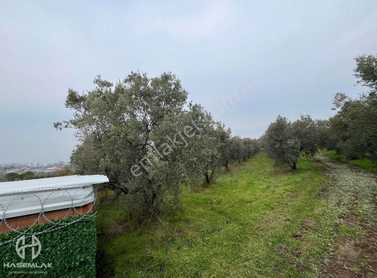 Bölge Uzmanı Has Emlak Deniz Manzaralı Fırsat Hobi Bahçesi - Görsel 2