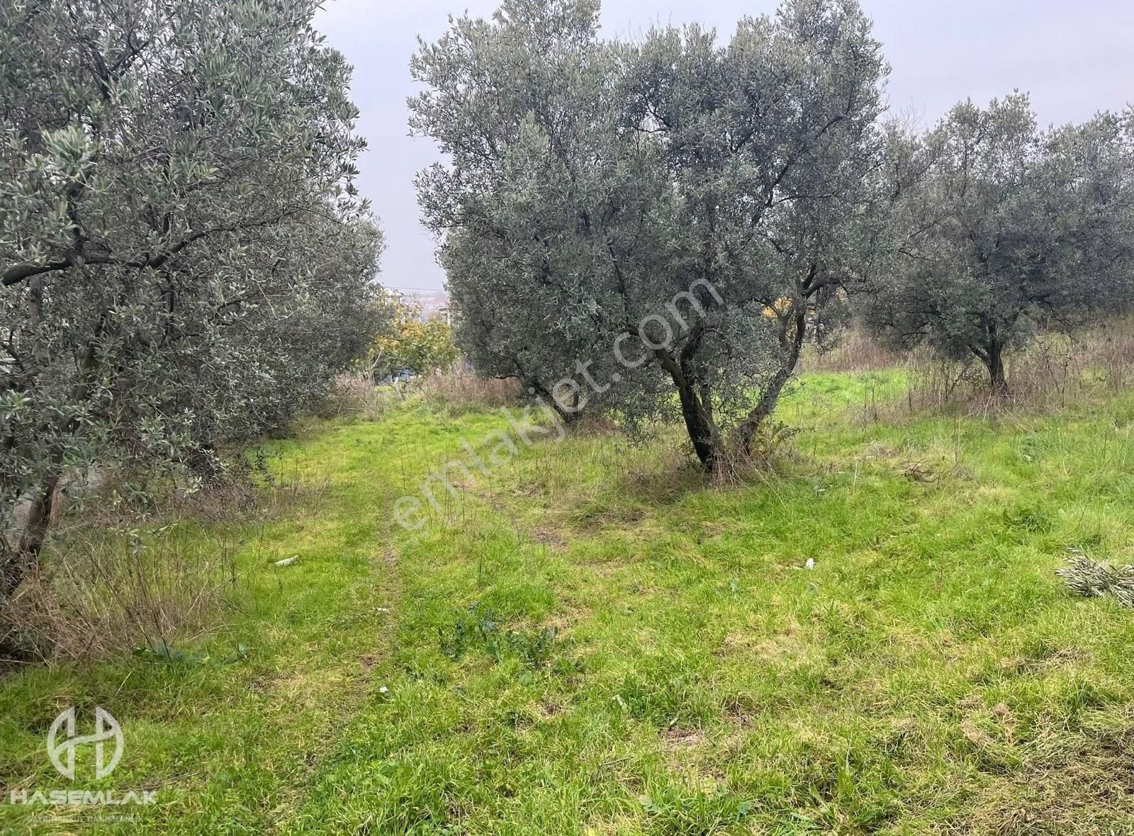 Bölge Uzmanı Has Emlak Deniz Manzaralı Fırsat Hobi Bahçesi - Görsel 5