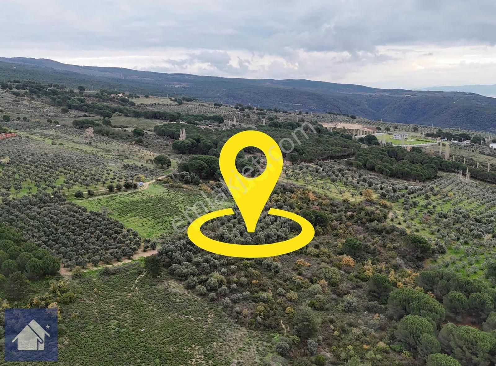 *yiğit Emlak Armutlu'dan*fıstıklı'da*1247 M2 Zeytinlik - Görsel 9