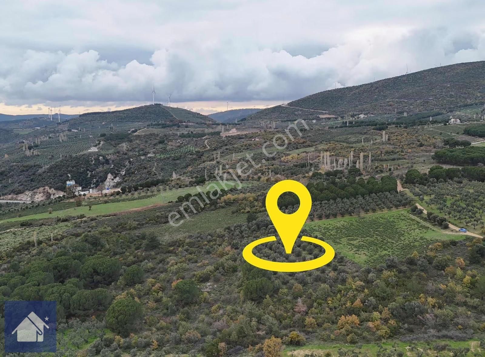 *yiğit Emlak Armutlu'dan*fıstıklı'da*1247 M2 Zeytinlik - Görsel 4